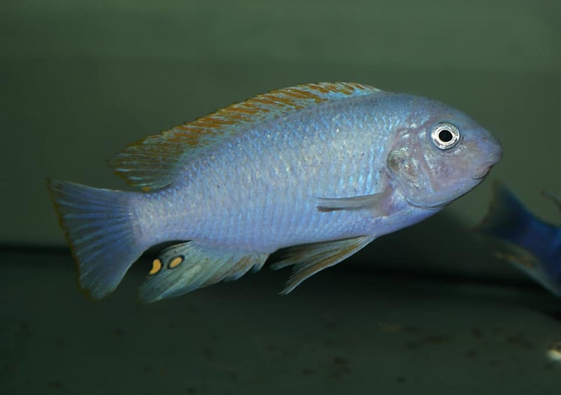 Labeotropheus fuelleborni 'Chidunga Rocks'